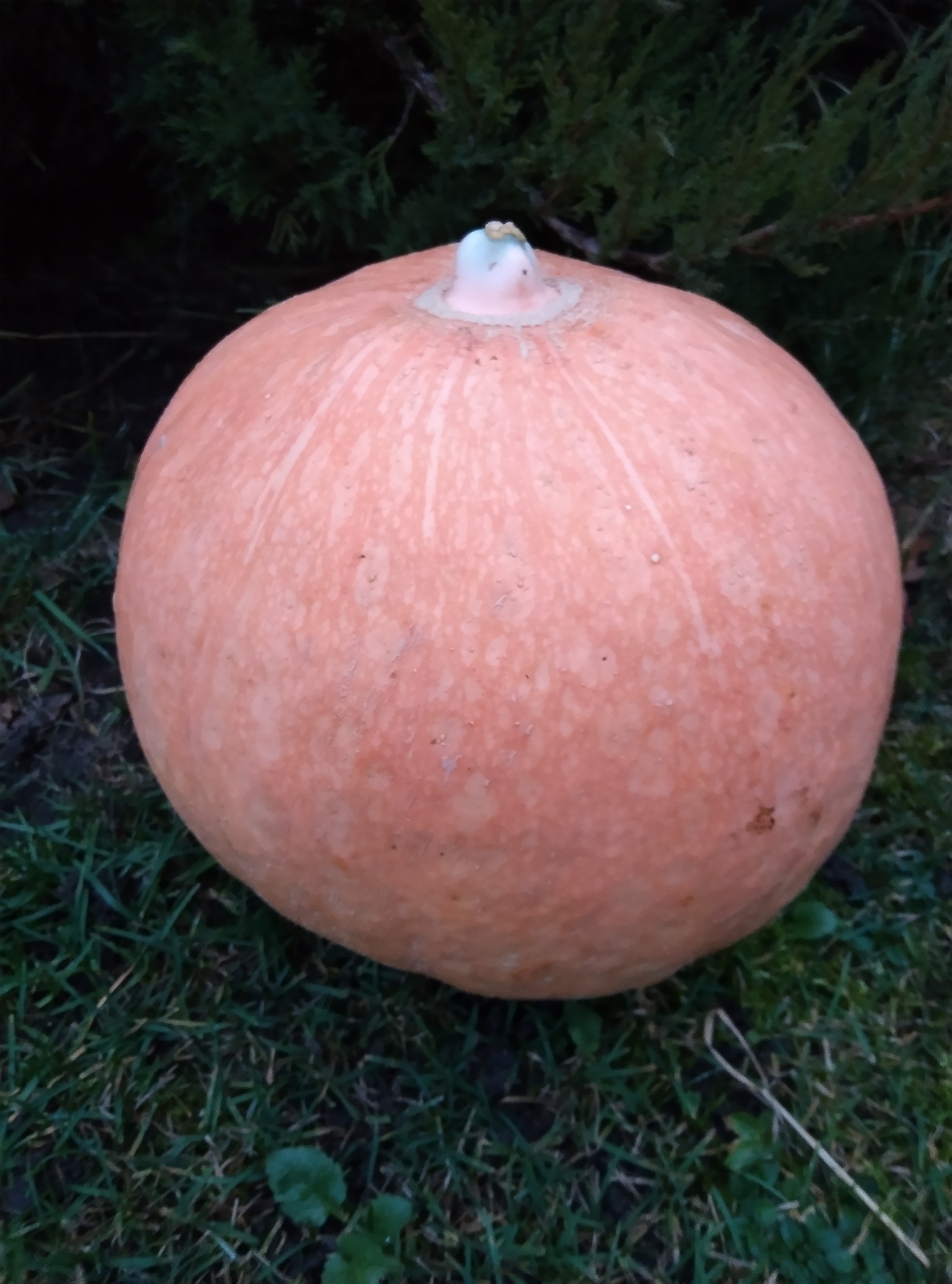 IMG 20251102 163145-s